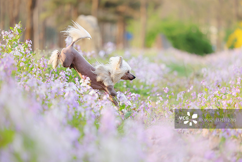 花海中嬉戏的中国冠毛犬图片素材