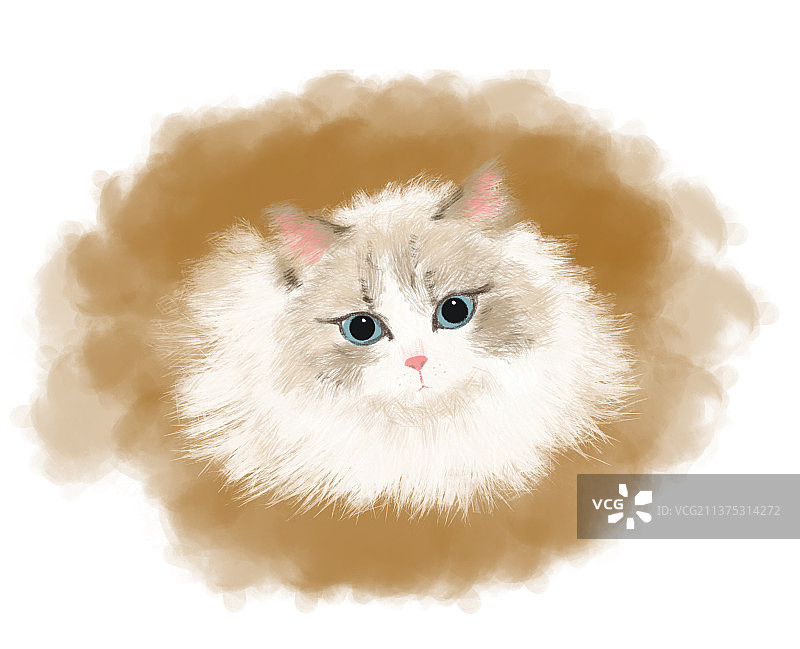 猫画像图片素材