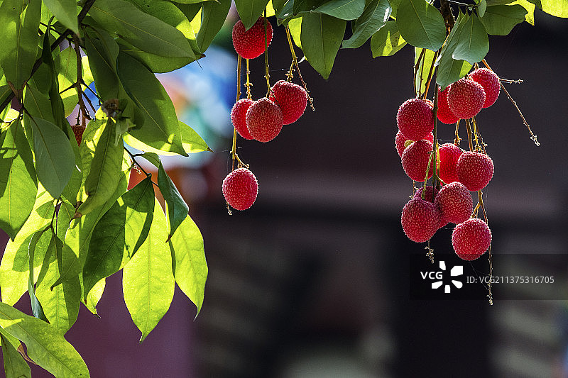 荔枝水果丰收图片素材