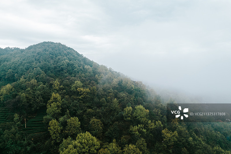 龙井村图片素材