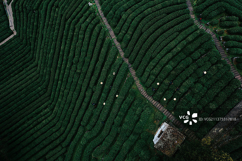 龙井村图片素材