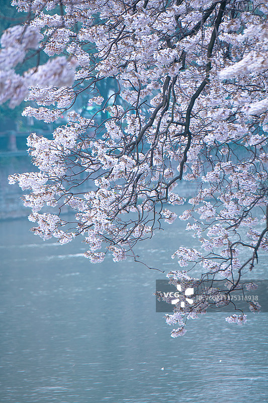 春天的成都府南河泡桐花图片素材