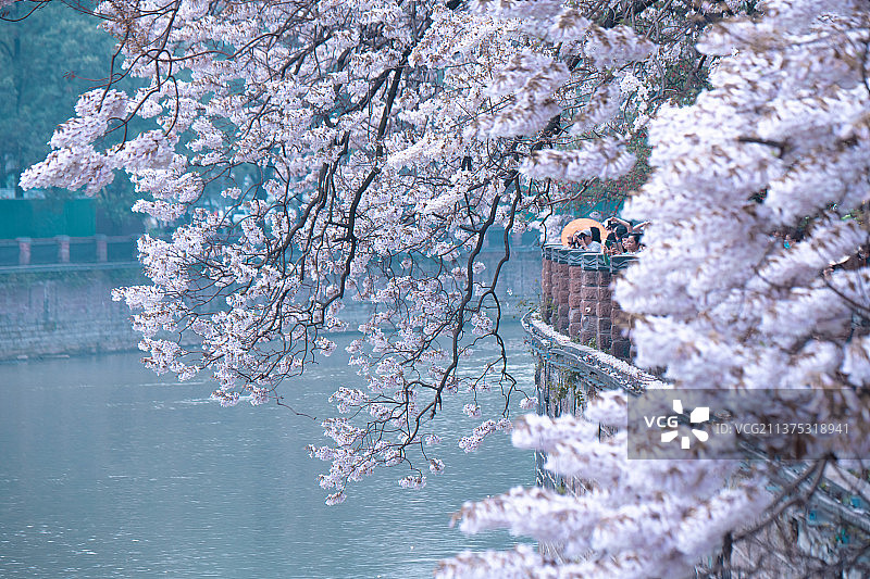 春天的成都府南河泡桐花图片素材