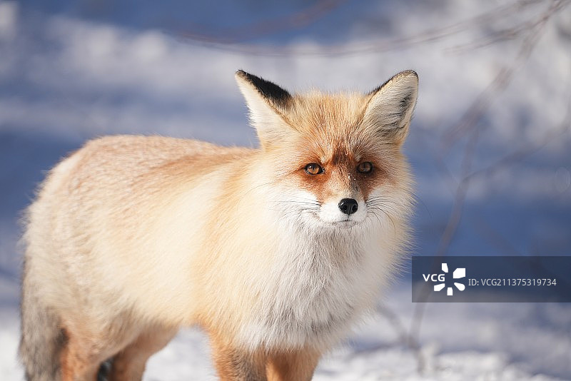 北疆火狐狸-雪地精灵图片素材
