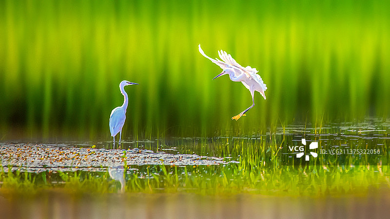 小白鹭--哈哈我来了！图片素材