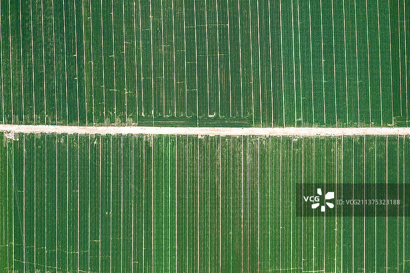 河南麦田航拍图片素材