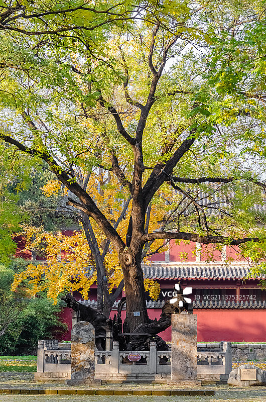 中国山东省泰安市泰山区泰山旅游景区著名景点，古代建筑行宫岱庙里的唐槐院野生植物唐槐抱子拍摄主题，户外图片素材
