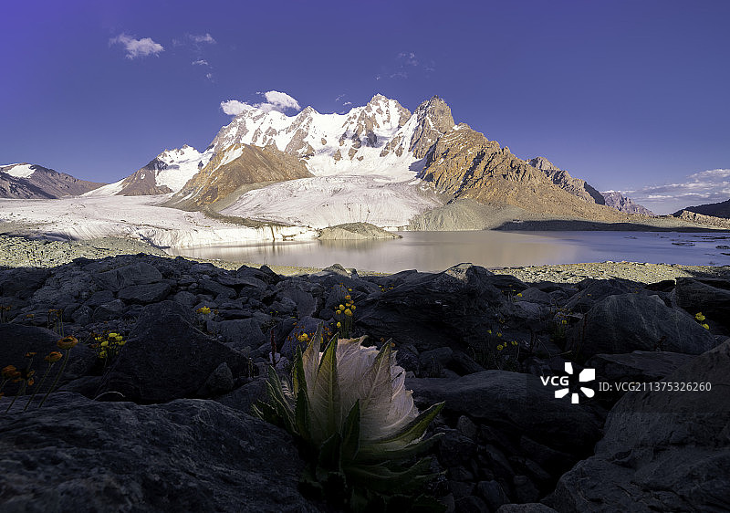 雪莲花图片素材