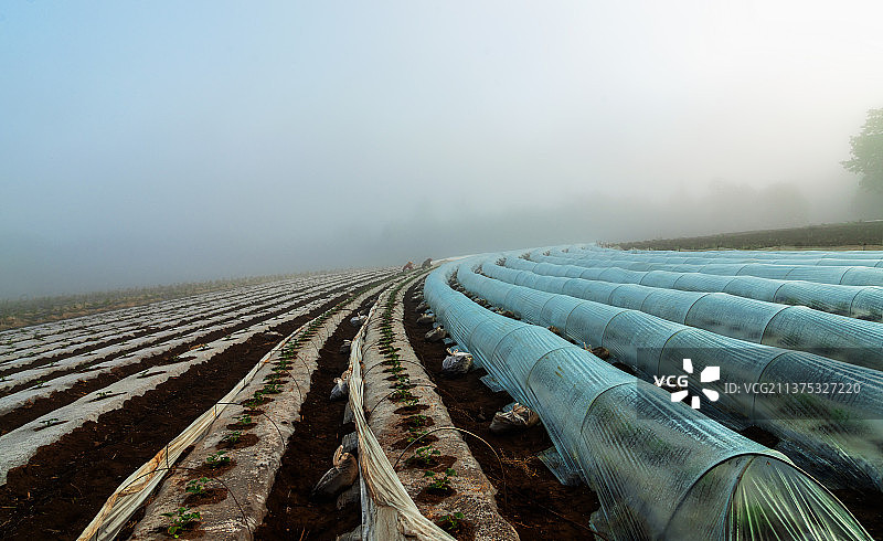 种瓜得瓜图片素材