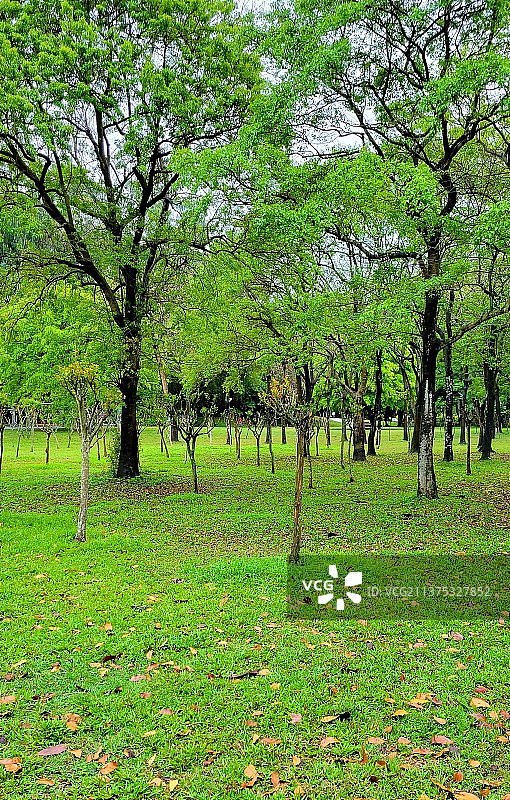 雨后的公园图片素材