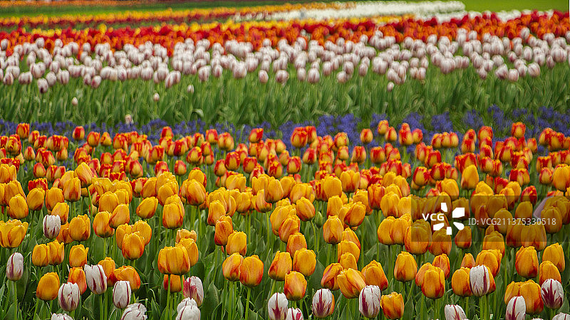太子湾公园的郁金香图片素材