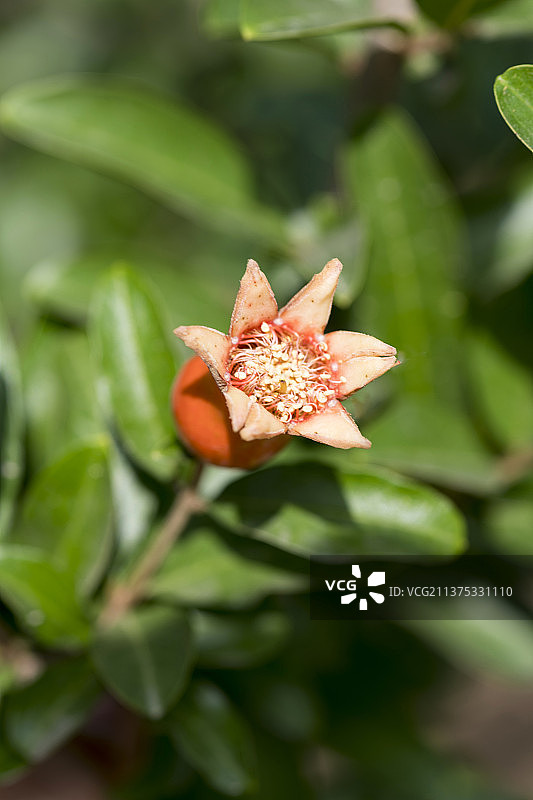 盛开的石榴花特写图片素材