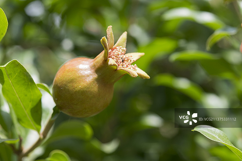 盛开的石榴花特写图片素材