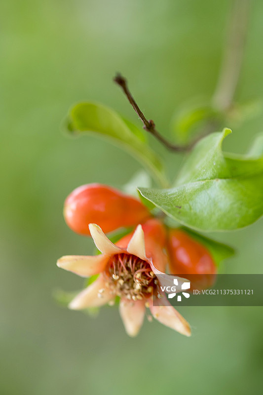 盛开的石榴花特写图片素材