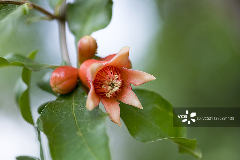 盛开的石榴花特写图片素材