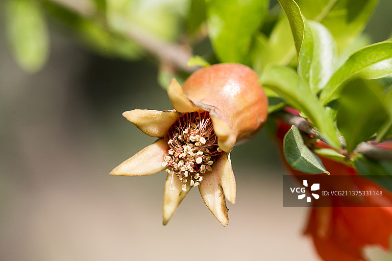 盛开的石榴花特写图片素材