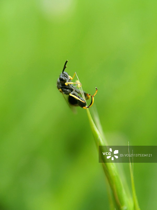 二胡独奏图片素材