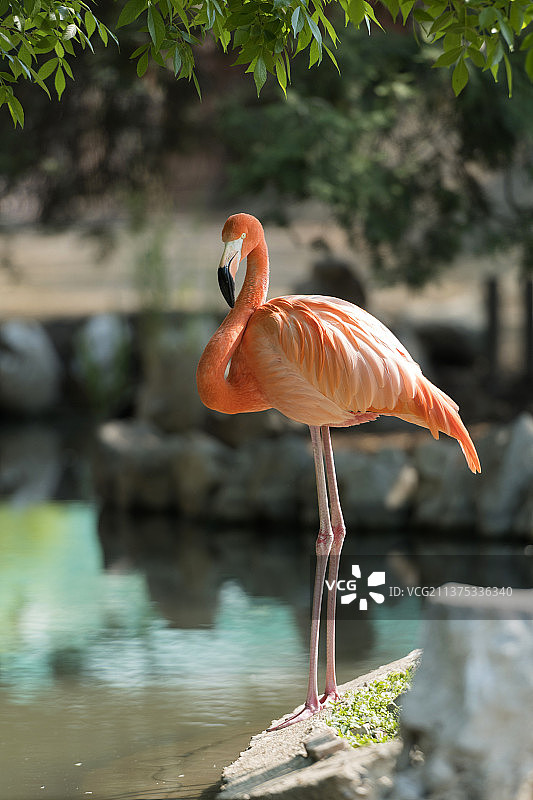 池塘中的火烈鸟特写图片素材