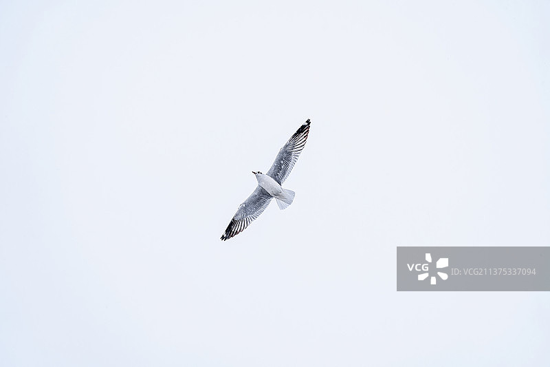 海鸥飞翔图片素材