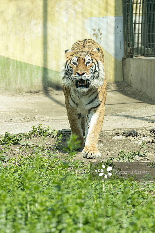 动物园老虎特写图片素材