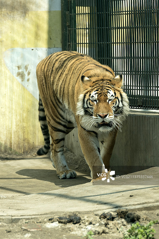 动物园老虎特写图片素材