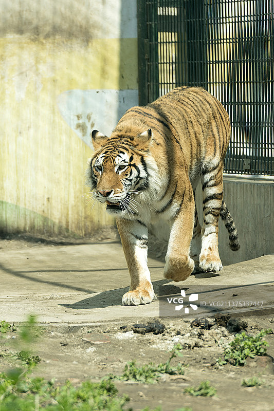 动物园老虎特写图片素材