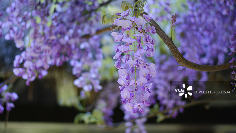 春鉴——紫藤图片素材