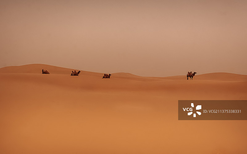 沙漠 骆驼图片素材