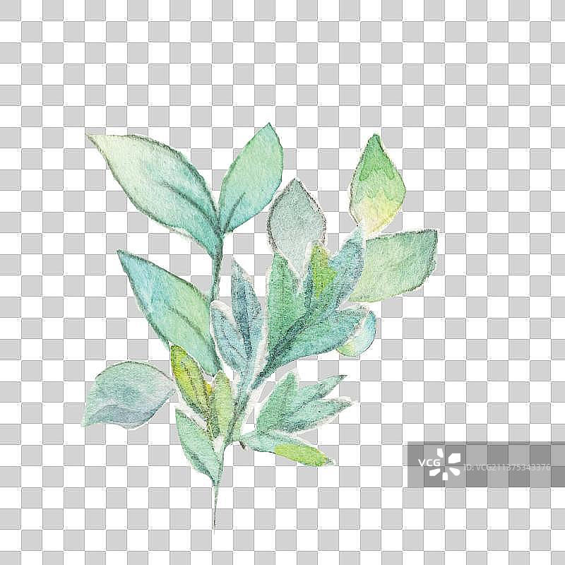 水彩手绘绿色草本植物图片素材