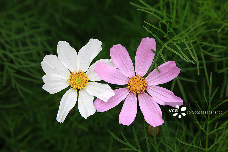 绽放的花图片素材