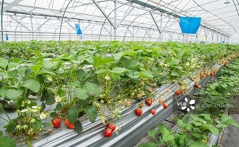 草莓大棚里的草莓图片素材