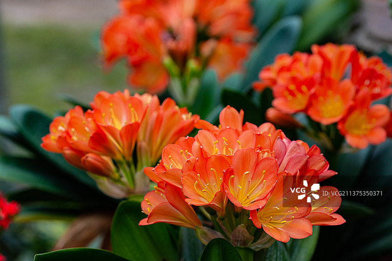 盛开的君子兰花卉特写图片素材