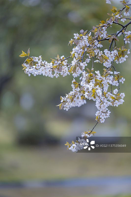 紫叶李开花植物特写图片素材