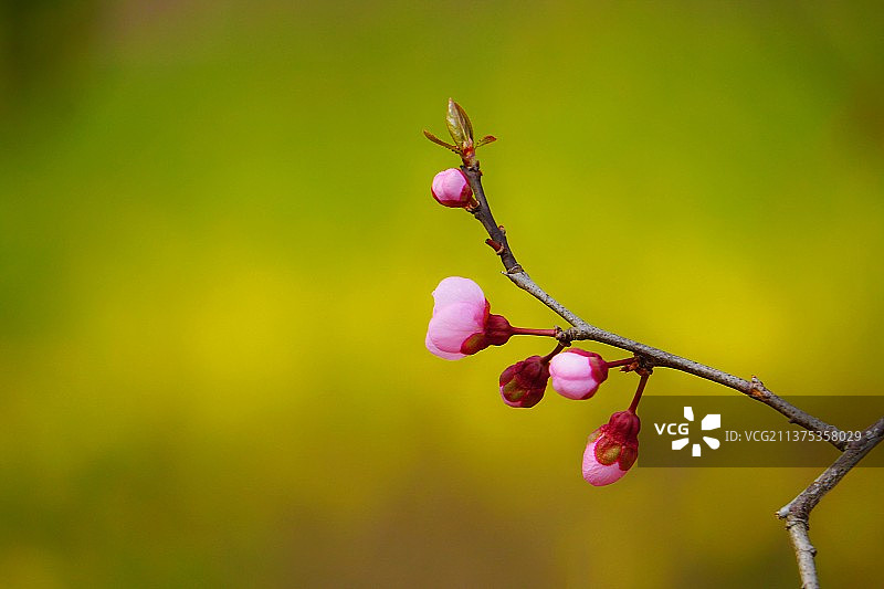 树枝上粉红色花蕾的特写镜头图片素材