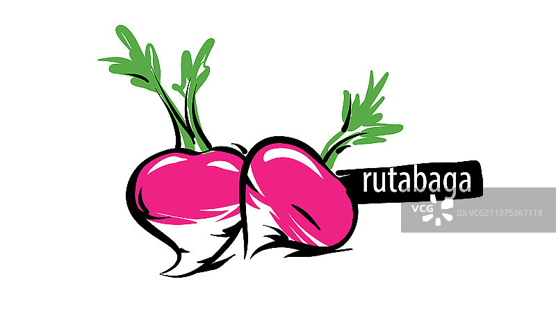 手绘芜菁甘蓝白色背景图片素材