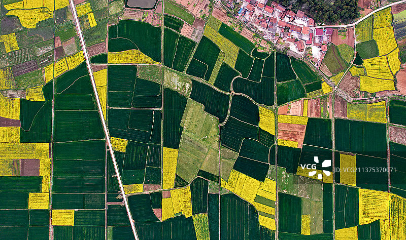 田地里油菜花和麦田的色彩图片素材