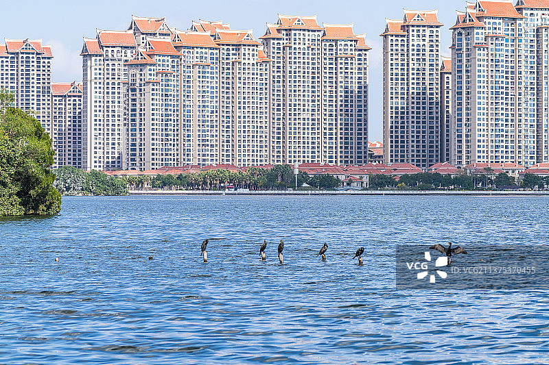 厦门园博苑生态岛的鸬鹚图片素材