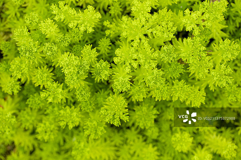 嫩绿色佛甲草图片素材