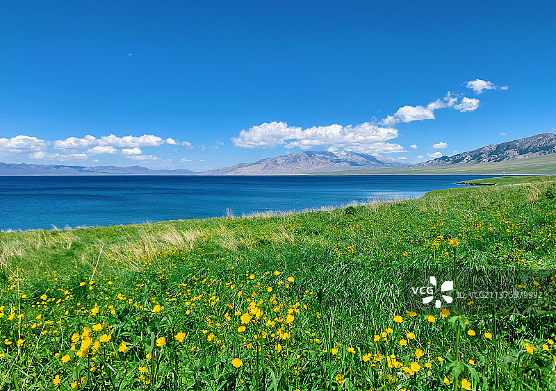 赛里木湖的夏天图片素材
