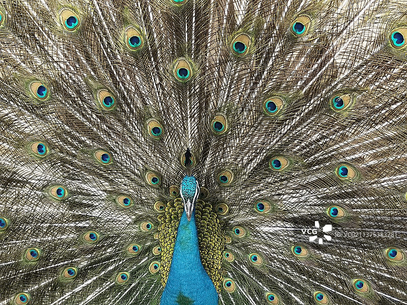 孔雀展开羽毛的全帧拍摄图片素材