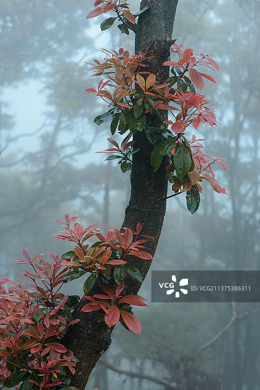 喜看新芽绽故枝图片素材