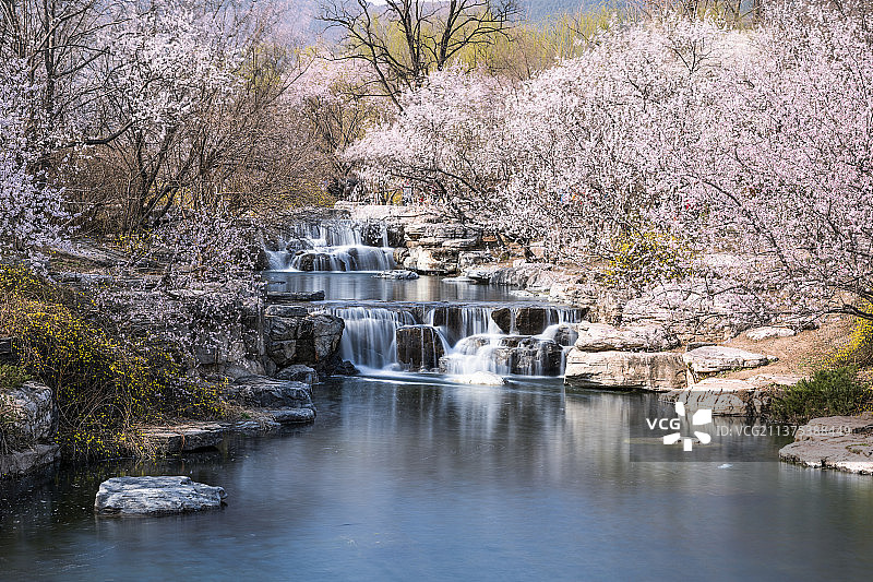 植物园桃花溪1图片素材