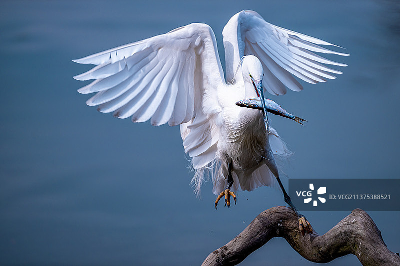 白鹭猎手图片素材