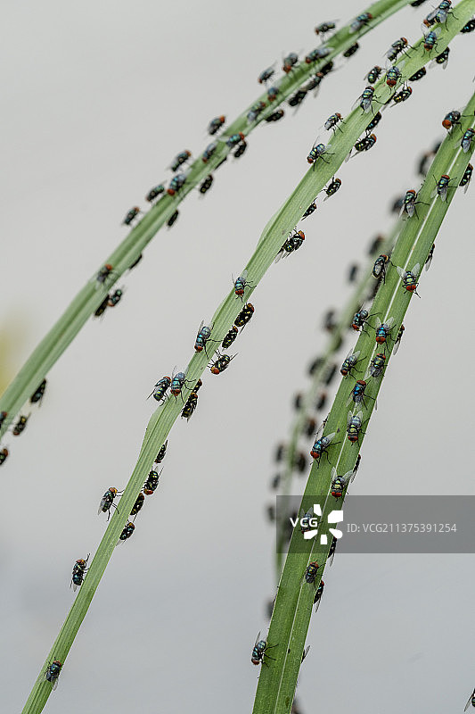 一大群绿头苍蝇聚集排列的停靠在细细的茅草上图片素材