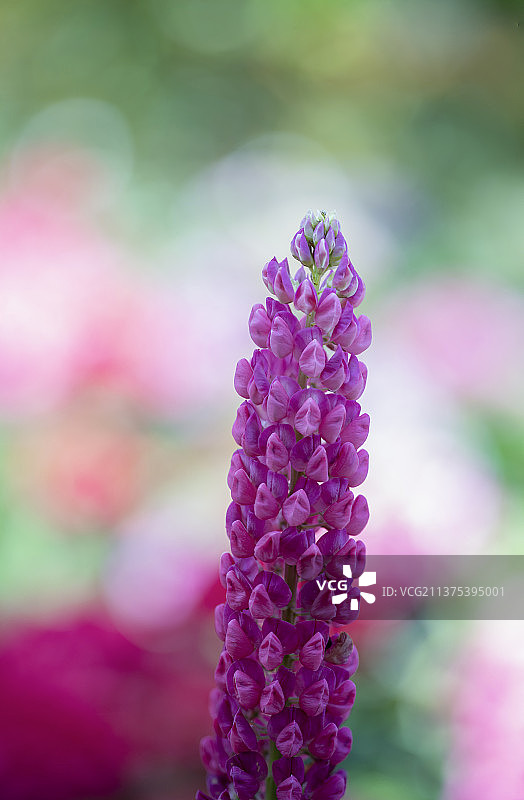 羽扇豆 鲁冰花图片素材