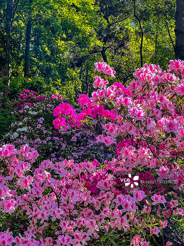 桂林雁山植物园的杜鹃花图片素材