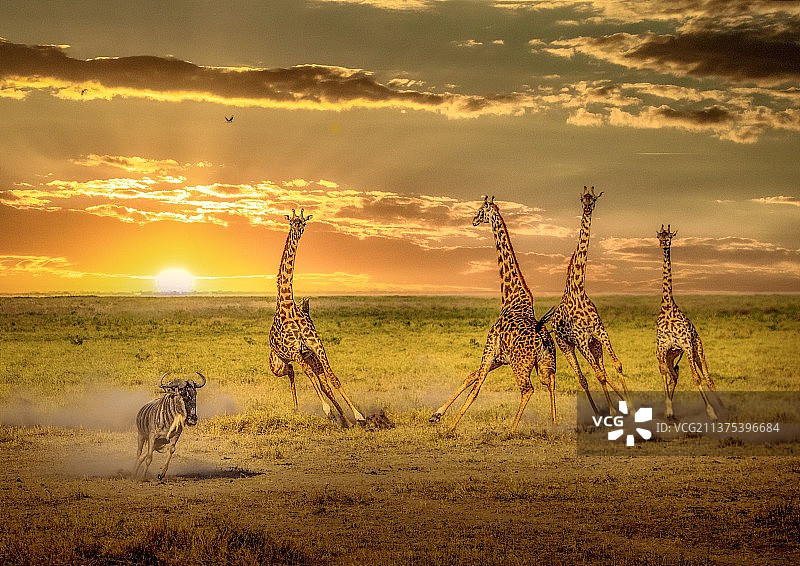 肯尼亚 坦桑尼亚 大草原图片素材