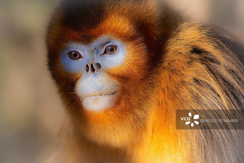 川金丝猴图片素材