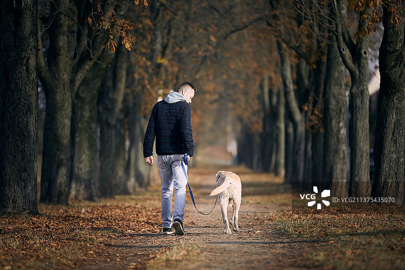 男子在栗树小巷中遛狗，背影视角图片素材