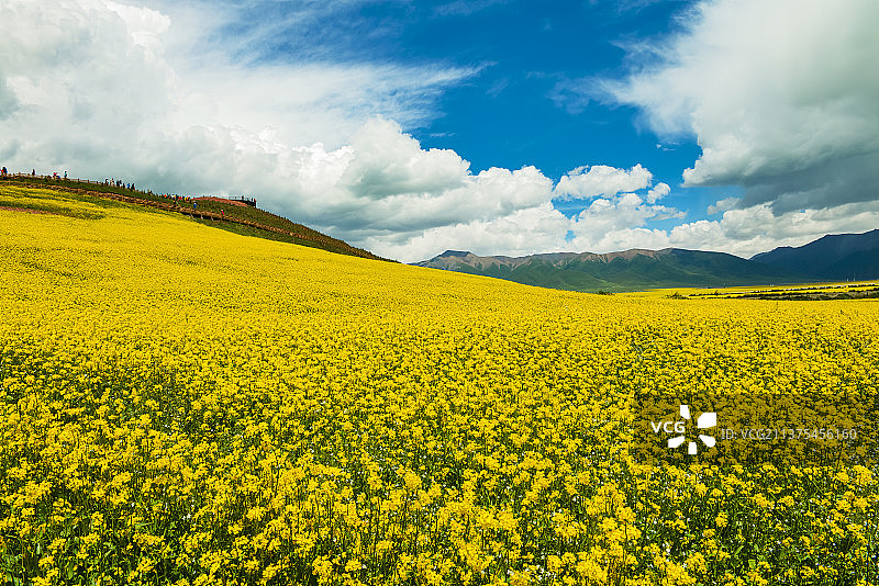 门源菜花黄图片素材